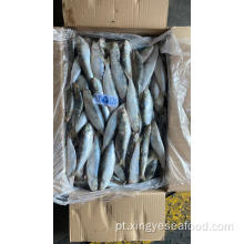 Sardinha de peixes congelados Sardina pilchardus